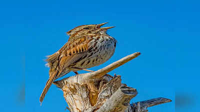 World Sparrow Day : किलबिलाट कमी तरी संख्या स्थिर; चिमण्यांना ग्रामीण भागाचा आधार