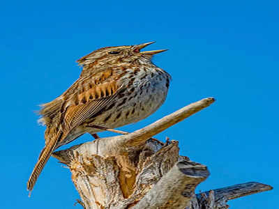 World Sparrow Day : किलबिलाट कमी तरी संख्या स्थिर; चिमण्यांना ग्रामीण भागाचा आधार