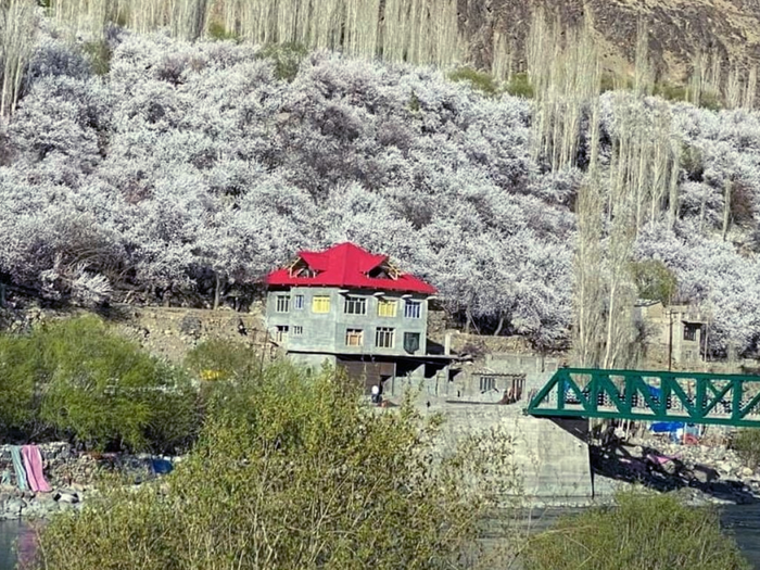 Ladakh Apricot Blossom Festival
