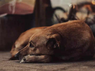 Stray Dog In Bihar: നായയെ ലൈംഗികമായി പീഡിപ്പിച്ച് യുവാവ്; ക്രൂരതയുടെ ദൃശ്യങ്ങൾ പുറത്ത്; അന്വേഷണം ആരംഭിച്ച് പോലീസ്