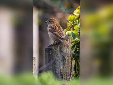 World Sparrow Day: இந்தியாவில் சிட்டுக்குருவி காண எங்கு செல்லலாம்?