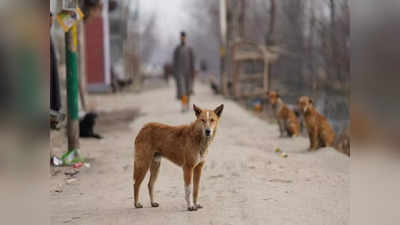 Ghaziabad में आवारा कुत्ते को मोपेड से बांधकर 2.5 किमी तक घसीटा, मामले में केस दर्ज, आरोपी की तलाश शुरू