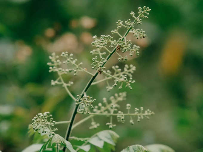 ​ಯುಗಾದಿ ಹಬ್ಬದ ಪೂಜೆ ವಿಧಾನ:​