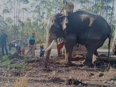 അരിക്കൊമ്പനെ കുടുക്കാൻ അരി തന്നെ കെണി : ‌ ഒരുക്കുന്നത് ഡമ്മി റേഷൻകട, വിക്രവും എത്തി