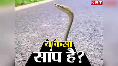 Snake News: चोंच वाला ऐसा सांप कभी देखा है, कितना खतरनाक होता है जान लीजिए