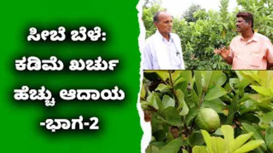 guava fruit farming cultivation guide part 2