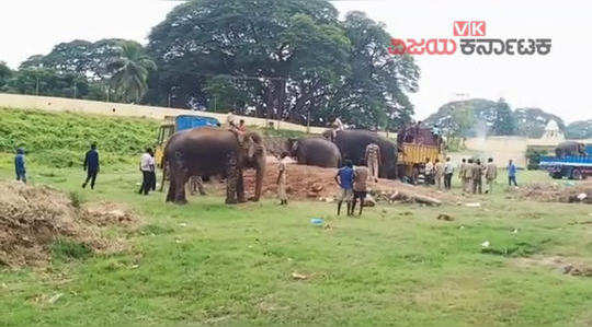 mysore dasara 2019 elephant lakshmi not willing to leave palace