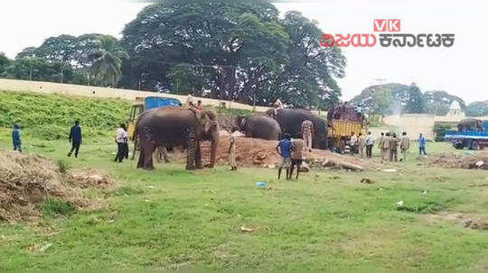 mysore dasara 2019 elephant lakshmi not willing to leave palace