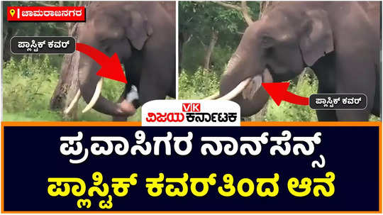 elephant eats plastic cover in bandipur