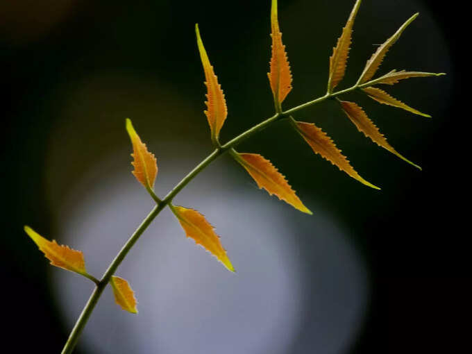 ​ಬೇವಿನ ಎಲೆಗಳ ಪರಿಹಾರ​