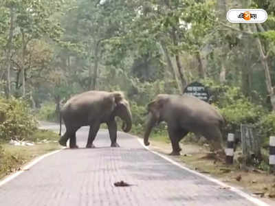 Jhargram Elephant Attack : কয়েক ঘণ্টার ব্যবধানে ঝাড়গ্রামে হাতির হানায় মৃত্যু ২ জনের, আতঙ্কে বাসিন্দারা