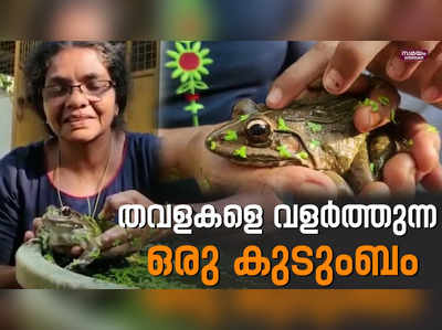 വീട്ടിലെ  അരുമയായി  തവളകൾ