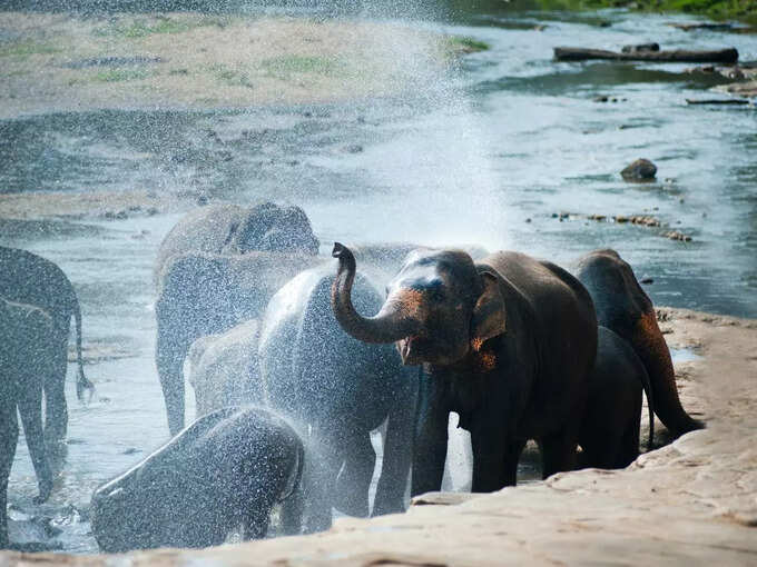 ದುಬಾರೆ ಆನೆ ಶಿಬಿರ