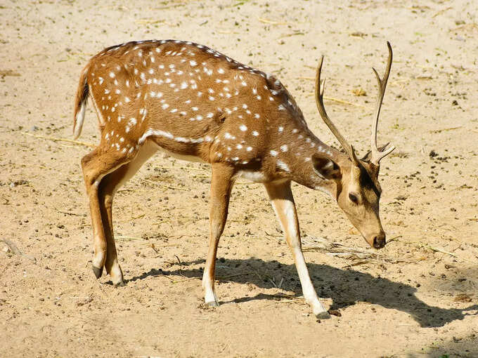 রাঙ্গা পাহাড় অভয়ারণ্য ​