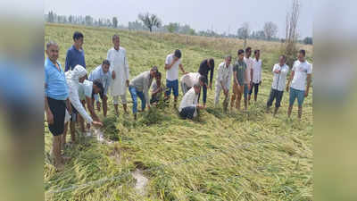 Haryana Farmers: कुदरत बनी क्रूर... ओलावृष्टि से दो लाख एकड़ फसल बर्बाद, मुआवजे के लिए हाथ फैलाने को मजबूर किसान