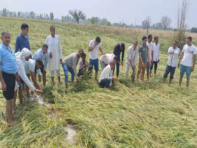 Haryana Farmers: कुदरत बनी क्रूर... ओलावृष्टि से दो लाख एकड़ फसल बर्बाद, मुआवजे के लिए हाथ फैलाने को मजबूर किसान