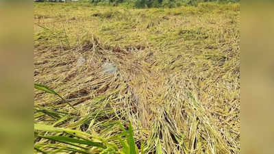 MP में बारिश से भारी नुकसान:  520 गांवों की फसलें खराब, 22 लोगों की मौत, जानें विपक्ष का क्या है आरोप