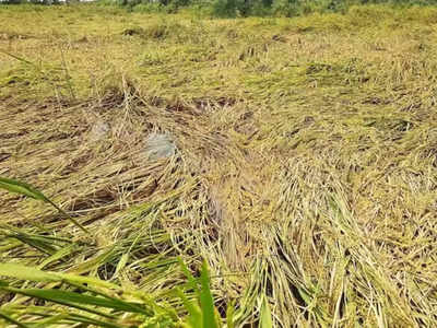 MP में बारिश से भारी नुकसान:  520 गांवों की फसलें खराब, 22 लोगों की मौत, जानें विपक्ष का क्या है आरोप