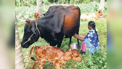 வேளாண் பட்ஜெட் 2023: கால்நடை பராமரிப்புத் துறைக்கான அறிவிப்புகள்!