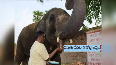 ఏనుగు పేరిట 5 కోట్ల ఆస్తి రాశాడు.. కుటుంబసభ్యుల చేతిలోనే దారుణ హత్య