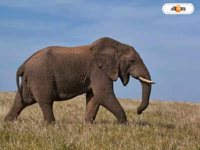 Alipurduar Elephant : বিদ্যুৎস্পৃষ্ট হয়ে মৃত্যু হল হাতির, মর্মান্তিক ঘটনা বক্সায়