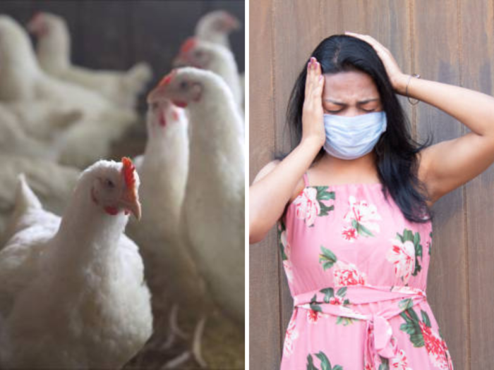 bird flu outbreak what are symptoms reasons and prevention