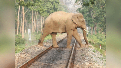 हाथियों की ट्रेन से होने वाली मौतें रोकेगा आर्टिफिशल इंटेलिजेंस, जानें कैसे करेगा काम
