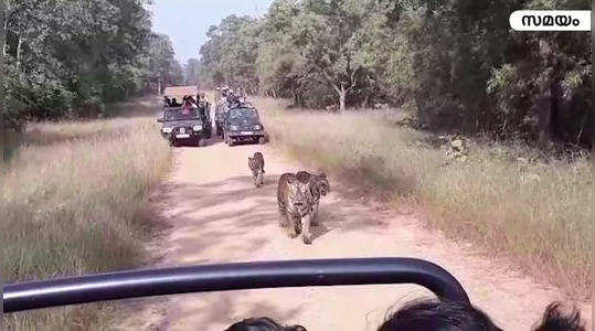 tiger chasing a tourist vehicle inside the tadoba andhari tiger reserve