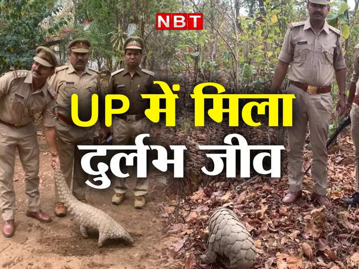 indian pangolin found in up sonbhadra china kills for sex power