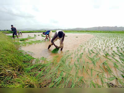 भारत में चावल का उत्पादन 10 से 30 फीसदी तक घट सकता है, चिंता में डालने वाली है यह रिपोर्ट, पढ़ें