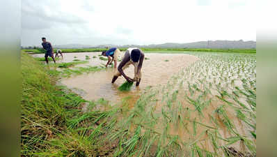 ग्लोबल वॉर्मिंग न थमी तो भारत में चावल का उत्पादन 10 से 30 फीसदी तक घट सकता है, चिंता में डालने वाली है यह रिपोर्ट, पढ़ें