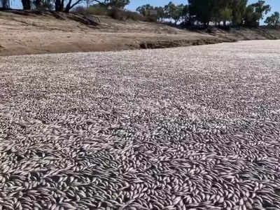 नजर जाईल तिथवर फक्त मृत मेलेल्या माशांचा खच; संपू्र्ण नदी माशांनी भरली, स्थानिक चिंतेत