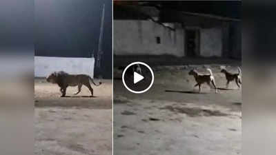 Sher Ka Video: गांव में घुस आया शेर तो गली के कुत्तों ने उसे अपनी ताकत दिखा दी