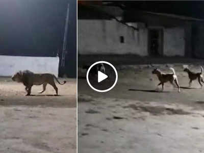 Sher Ka Video: गांव में घुस आया शेर तो गली के कुत्तों ने उसे अपनी ताकत दिखा दी