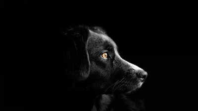 Dog Crying: রাতে কুকুরের কান্না কি সত্যিই কারোর মৃত্যুর ইঙ্গিত দেয়? জানুন এর আসল ব্যাখ্যা