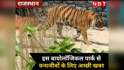 राजस्थान के इस बायोलॉजिकल पार्क से वन्यजीवों प्रेमियों के लिए अच्छी खबर, पहली बार दिखा बाघ- बाघिन का जोड़ा