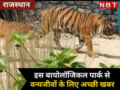 राजस्थान के इस बायोलॉजिकल पार्क से वन्यजीवों प्रेमियों के लिए अच्छी खबर, पहली बार दिखा बाघ- बाघिन का जोड़ा