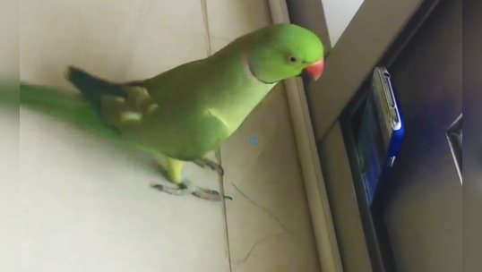 watch funny video of a parrot that makes his own selfie videos