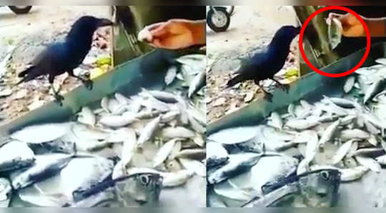 watch video of an intelligent crow demanding big fish from a fish seller