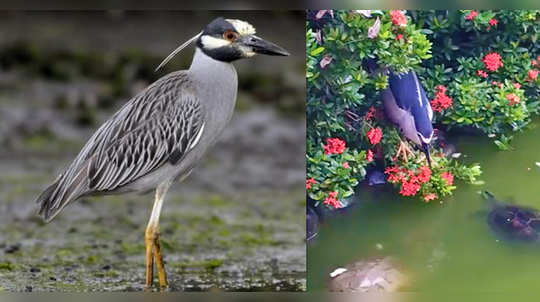 watch video how simple this night heron bird is catching fish video goes viral