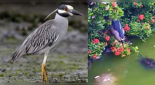 watch video how simple this night heron bird is catching fish video goes viral