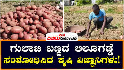 ಬಿಹಾರ: ಪಿಂಕ್‌ ಆಲೂಗಡ್ಡೆ, ಆರೋಗ್ಯಕ್ಕೆ ಹೆಚ್ಚು ಒಳ್ಳೆಯದಂತೆ, ಕೃಷಿ ವಿಜ್ಞಾನಿಗಳ ಹೊಸ ಸಂಶೋಧನೆ