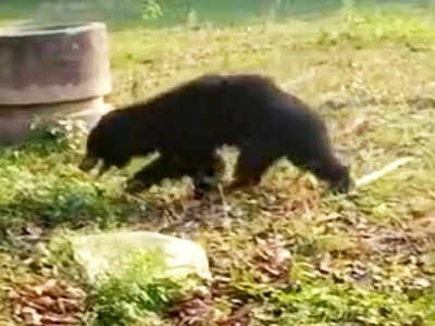 Bear Attack: जंगल से भटककर गांव में घुसे भालू ने 7 ग्रामीणों पर किया हमला, लोगों ने घर में किया बंद