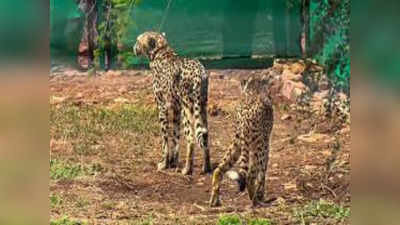 Kuno National Park के जंगल में बढ़ा चीतों का कुनबा, ओबन और आशा के साथ अब रॉकस्टार भी भरेंगे कुलांचे