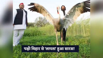 योगी सरकार तत्काल सारस खोजे... Bird Sanctuary से राज्य पक्षी के लापता होने पर भड़के अखिलेश