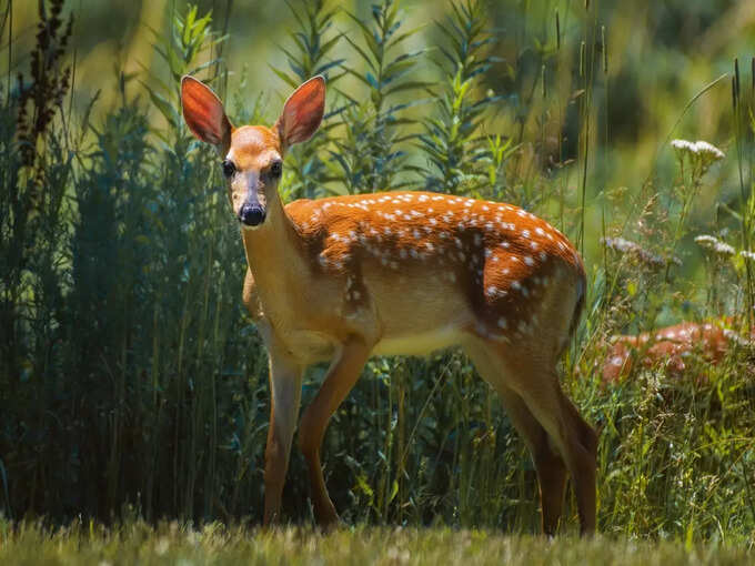 অসমের নানা দর্শনীয় স্থান কী কী ?