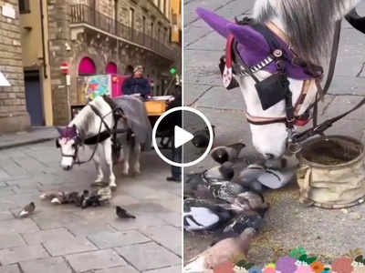 Viral Video: घोड़े की दरियादिली ने जीता इंटरनेट का दिल, लोग बोले- इसे कहते हैं मिल-बांटकर खाना!