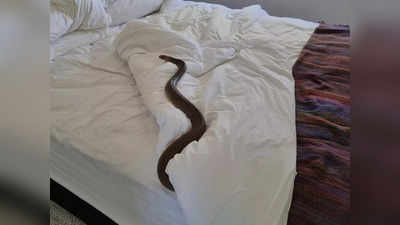 Snake On Bed: ಆಸ್ಟ್ರೇಲಿಯಾದಲ್ಲಿ ಮಹಿಳೆ ಜೊತೆ ಬೆಡ್ ಮೇಲೆ ರಾತ್ರಿ ಇಡೀ ನಿದ್ರಿಸಿದ ವಿಷ ಸರ್ಪ!