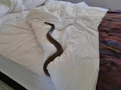 Snake On Bed: ಆಸ್ಟ್ರೇಲಿಯಾದಲ್ಲಿ ಮಹಿಳೆ ಜೊತೆ ಬೆಡ್ ಮೇಲೆ ರಾತ್ರಿ ಇಡೀ ನಿದ್ರಿಸಿದ ವಿಷ ಸರ್ಪ!