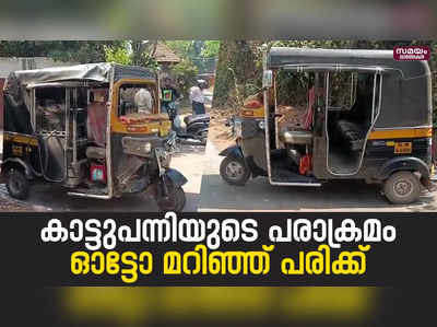 കാട്ടുപന്നിയുടെ പരാക്രമം ഓട്ടോ മറിഞ്ഞ് പരിക്ക്  | Wild boar